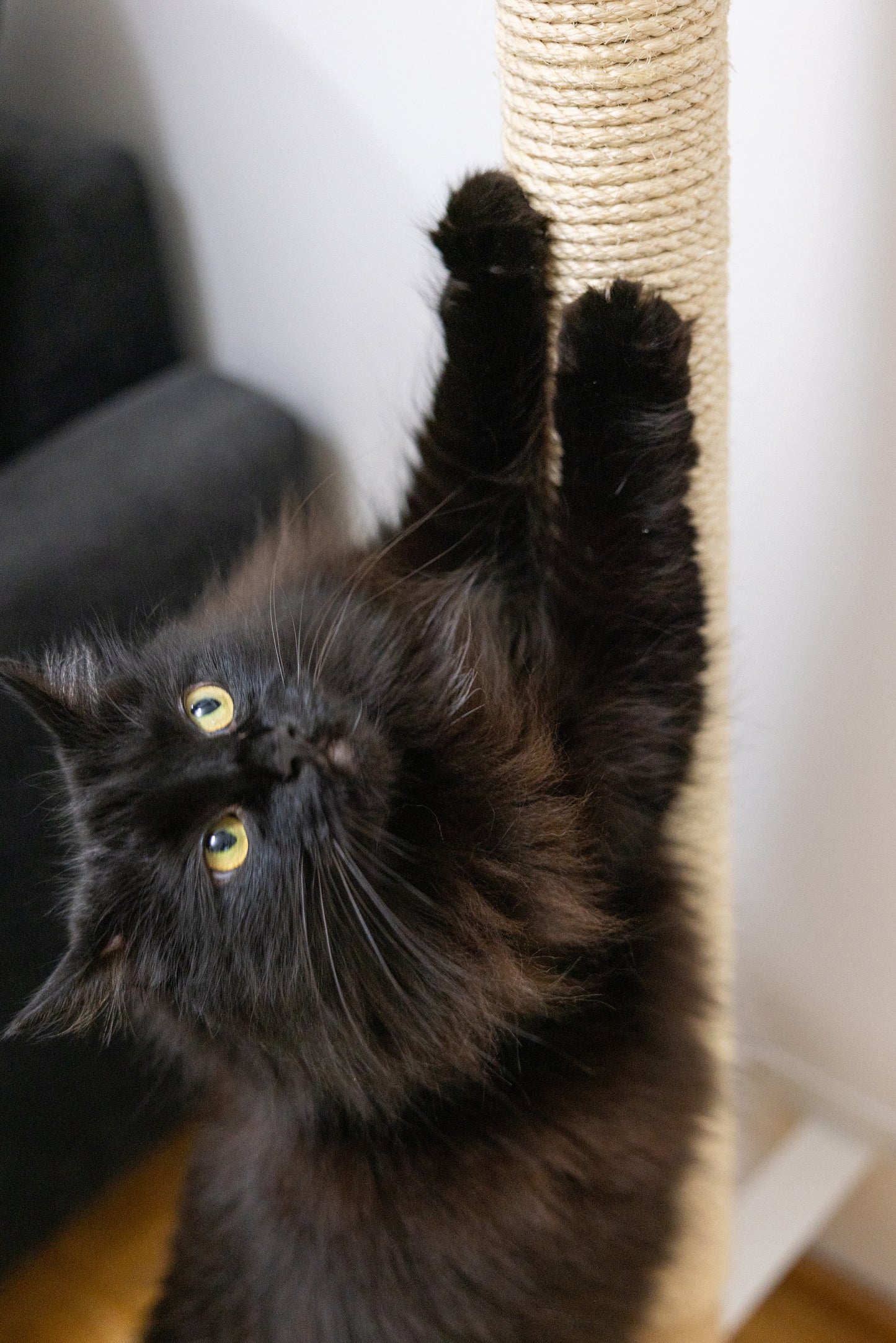 Kiipeilypuu kokonaisuus B